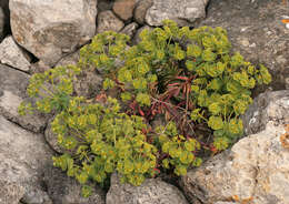 Image of Portland Spurge