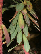 Image of Portland Spurge