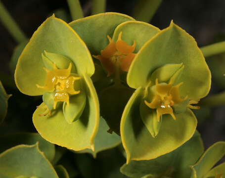 Image of Portland Spurge