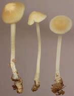 Image of Atheniella flavoalba (Fr.) Redhead, Moncalvo, Vilgalys, Desjardin & B. A. Perry 2012