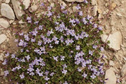 Image of Ivy-leaved Toadflax