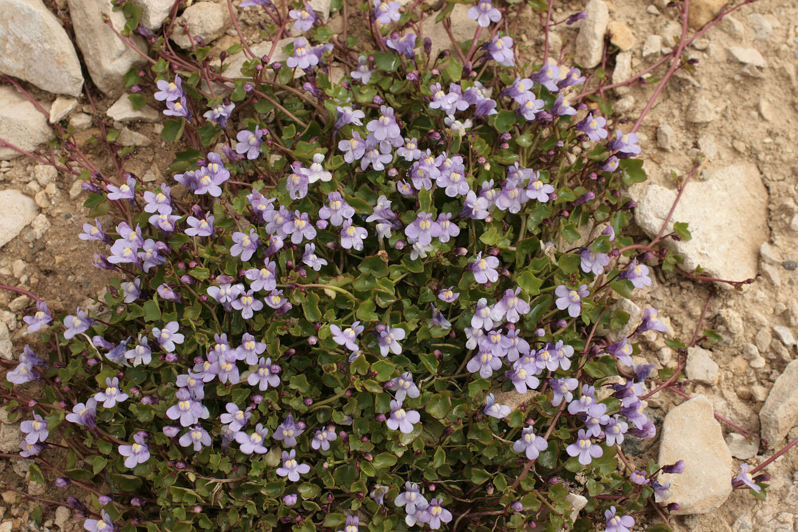 Image of Ivy-leaved Toadflax