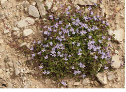 Image of Ivy-leaved Toadflax