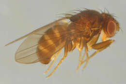 Слика од Scaptodrosophila deflexa (Duda 1924)