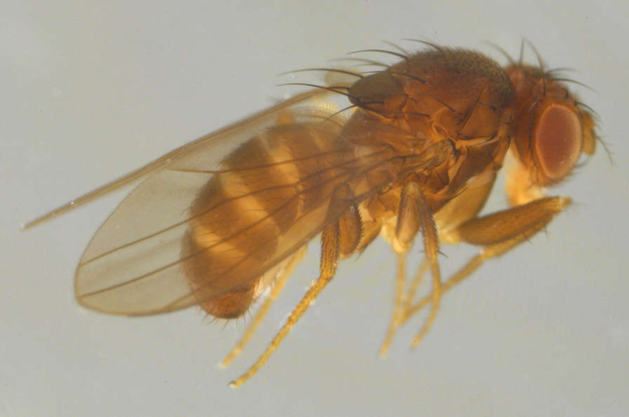 Image of Scaptodrosophila deflexa (Duda 1924)