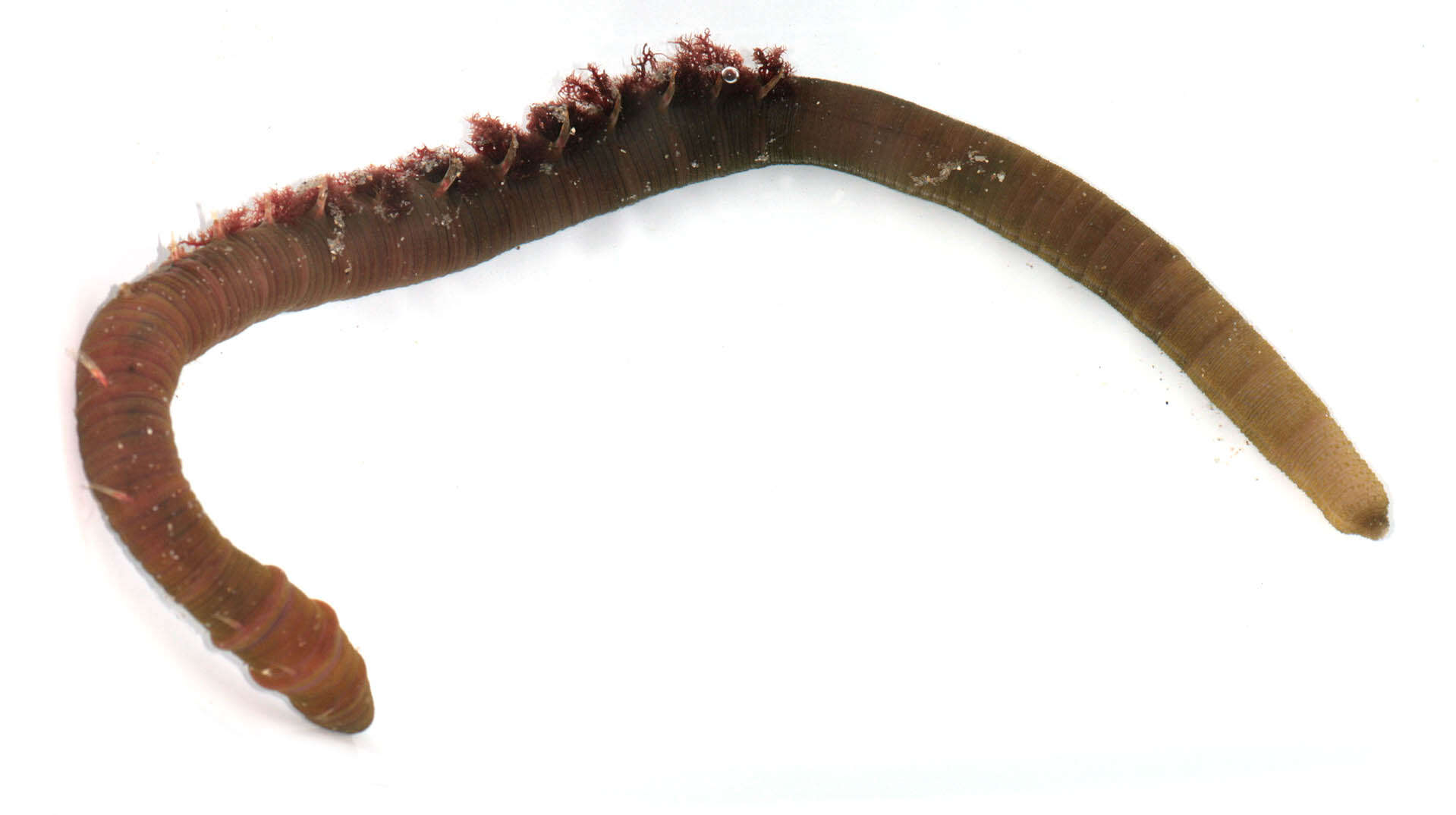 Image of lugworms