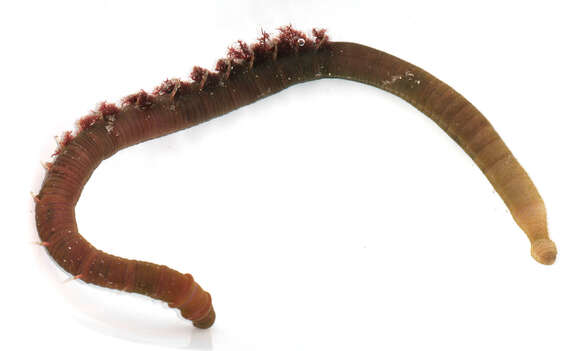 Image of lugworm