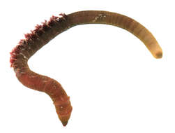 Image of lugworms