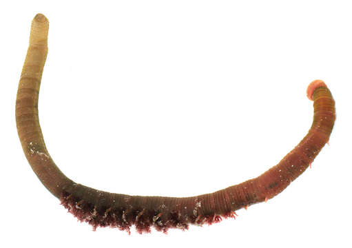 Image of lugworm