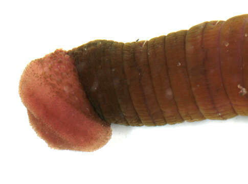 Image of lugworm