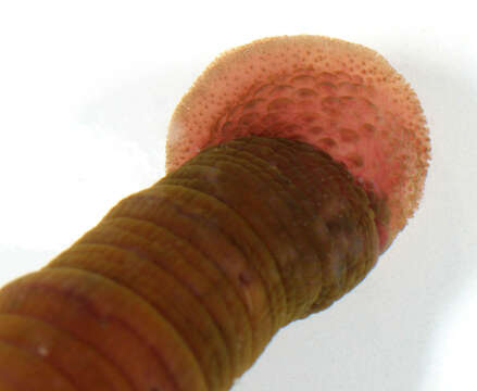 Image of lugworm