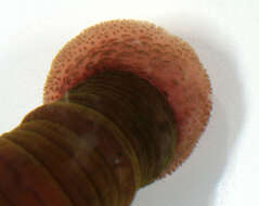 Image of lugworm