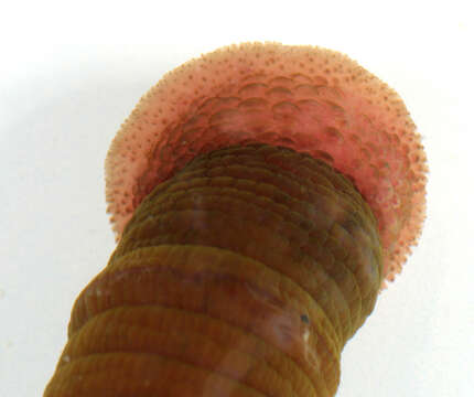 Image of lugworm