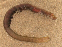 Image of lugworm