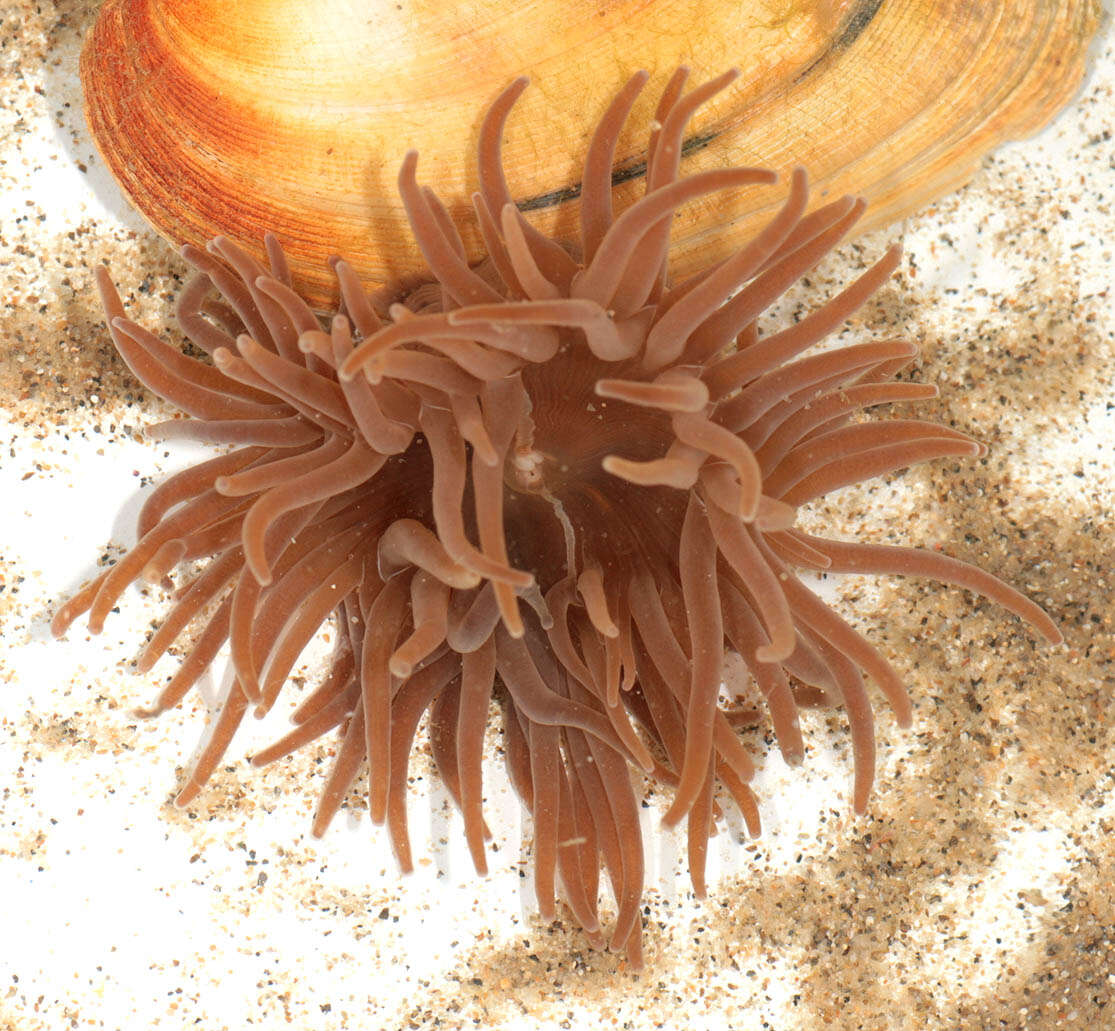 Image of Snakelocks anemone