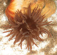 Image of Snakelocks anemone