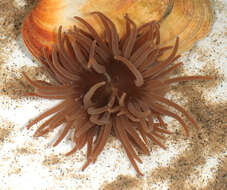 Image of Snakelocks anemone