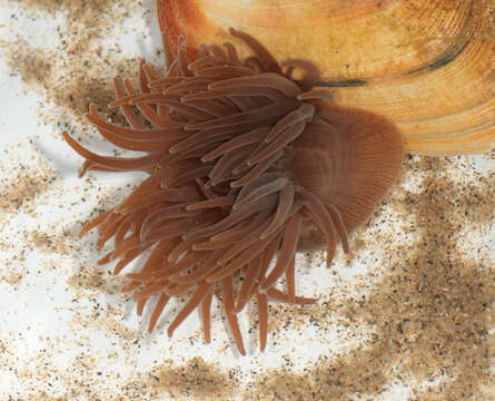 Image of Snakelocks anemone