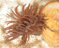 Image of Snakelocks anemone