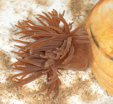 Image of Snakelocks anemone