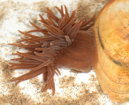 Image of Snakelocks anemone