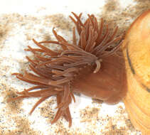 Image of Snakelocks anemone