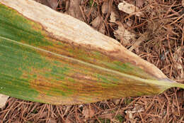 Image of Puccinia longicornis Pat. & Har. 1891