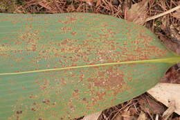 Imagem de Puccinia longicornis Pat. & Har. 1891