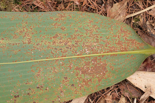 Image of Puccinia longicornis Pat. & Har. 1891