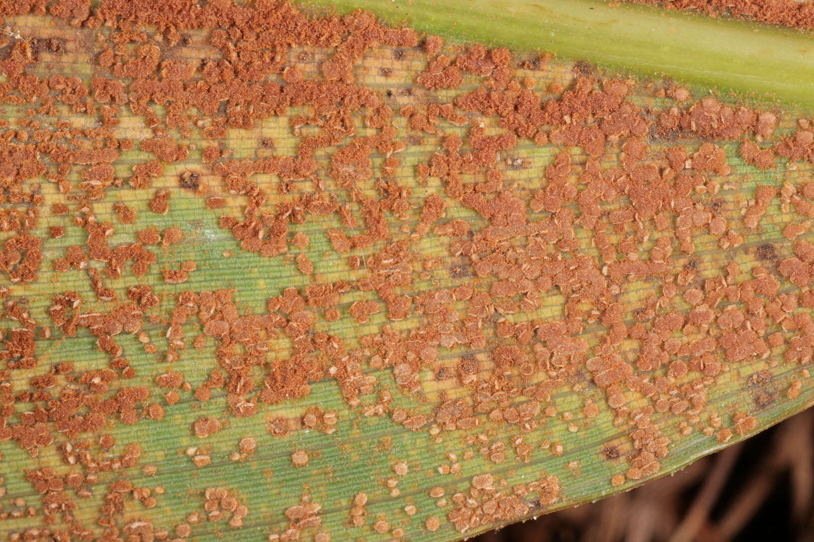 Image of Puccinia longicornis Pat. & Har. 1891