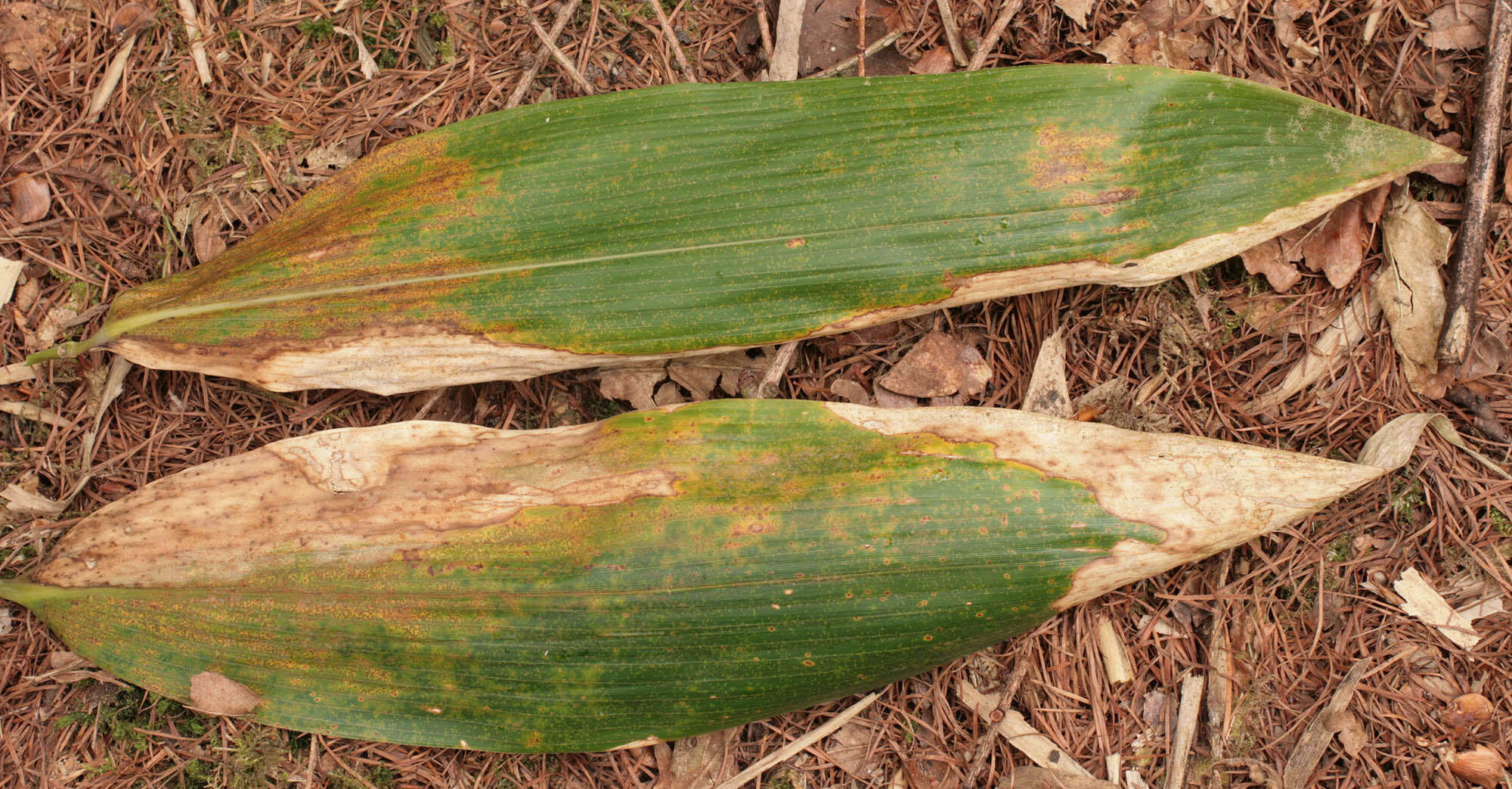 Image of Puccinia longicornis Pat. & Har. 1891