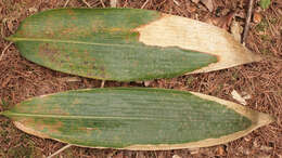 Image of Puccinia longicornis Pat. & Har. 1891