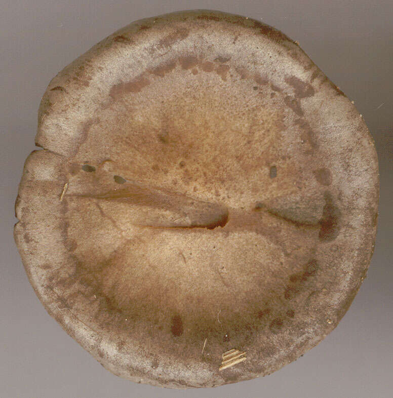 Image of Clitocella popinalis (Fr.) Kluting, T. J. Baroni & Bergemann 2014