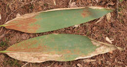 Image of Puccinia longicornis Pat. & Har. 1891