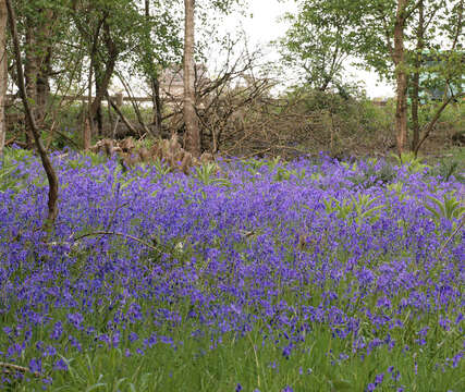 Image of Common Bluebell