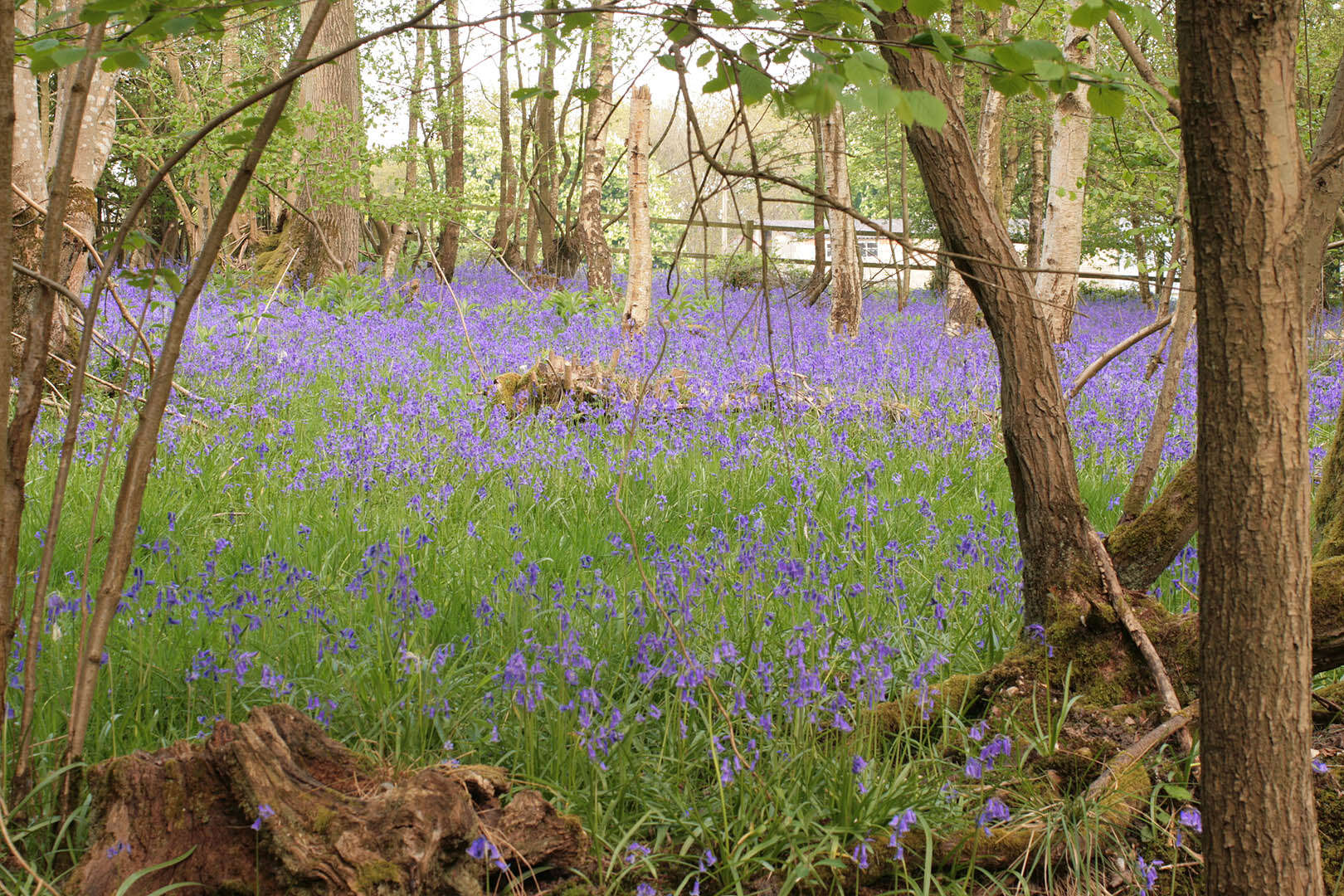 Image of Common Bluebell