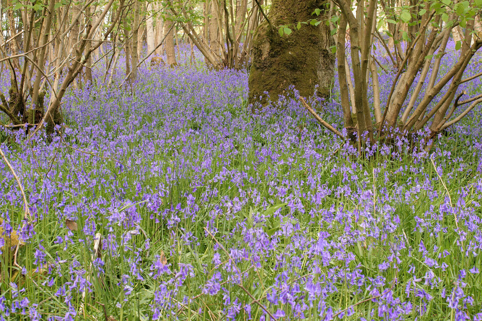 Image of Common Bluebell