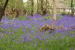 Image of Common Bluebell