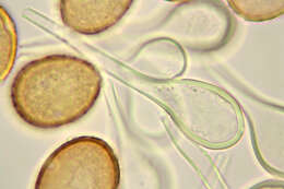 Image of Puccinia longicornis Pat. & Har. 1891