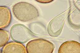 Image of Puccinia longicornis Pat. & Har. 1891