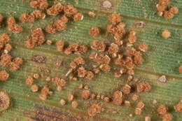 Image of Puccinia longicornis Pat. & Har. 1891