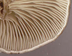 Image of Clitocella popinalis (Fr.) Kluting, T. J. Baroni & Bergemann 2014