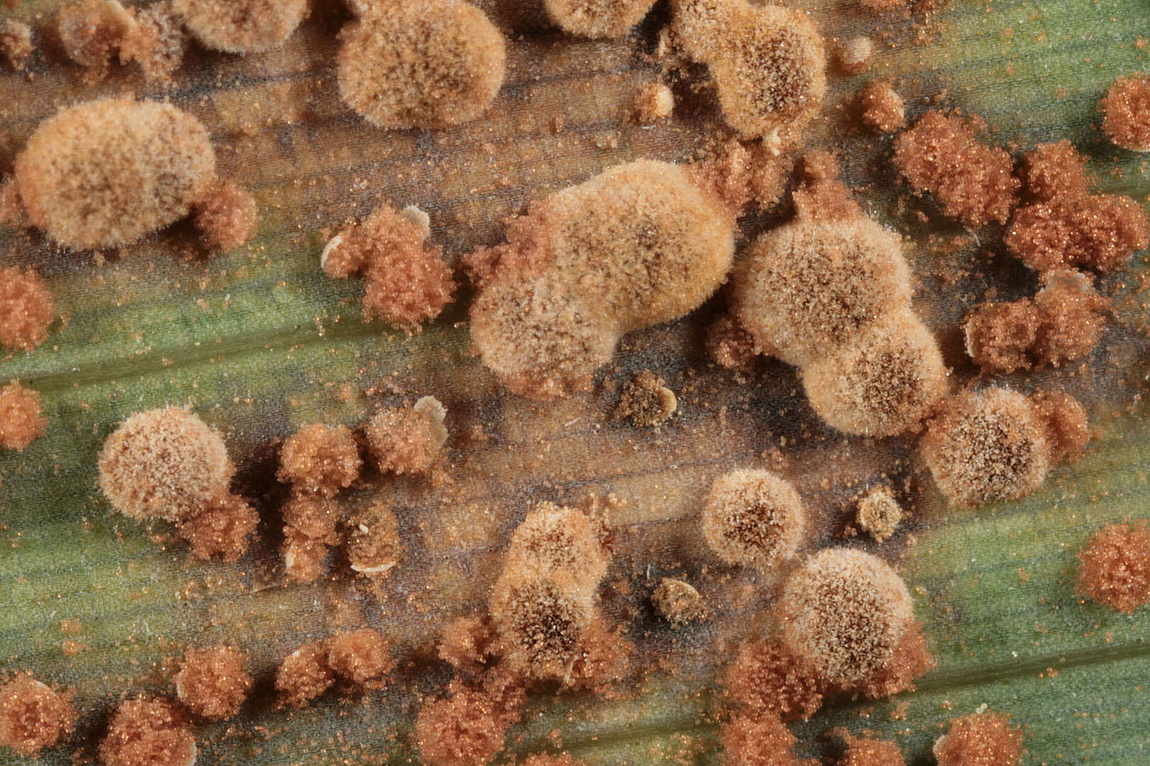 Image of Puccinia longicornis Pat. & Har. 1891