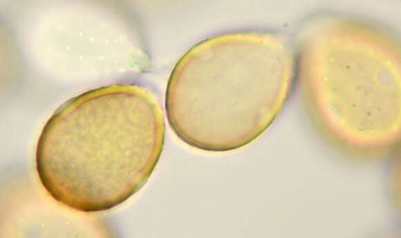 Imagem de Puccinia longicornis Pat. & Har. 1891