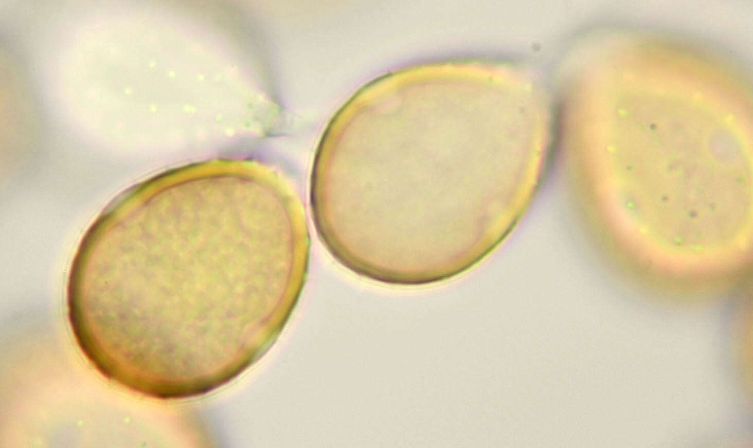 Imagem de Puccinia longicornis Pat. & Har. 1891