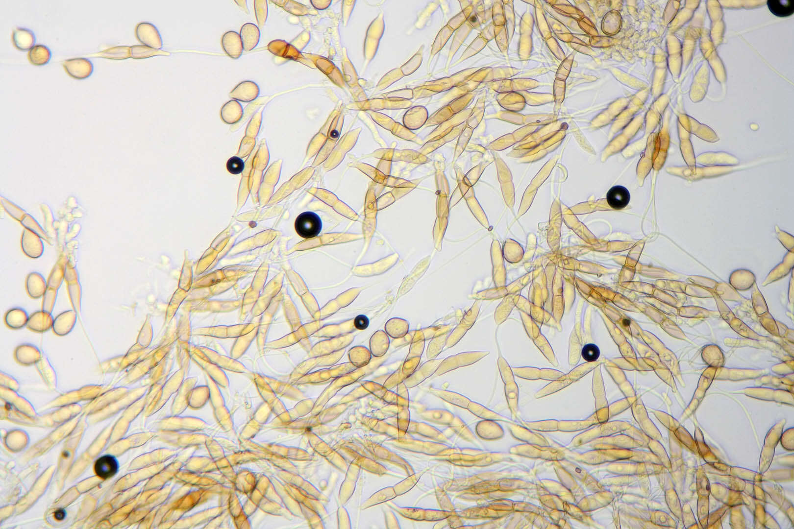 Image of Puccinia longicornis Pat. & Har. 1891