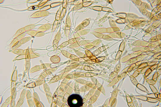 Imagem de Puccinia longicornis Pat. & Har. 1891