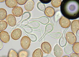 Image of Puccinia longicornis Pat. & Har. 1891