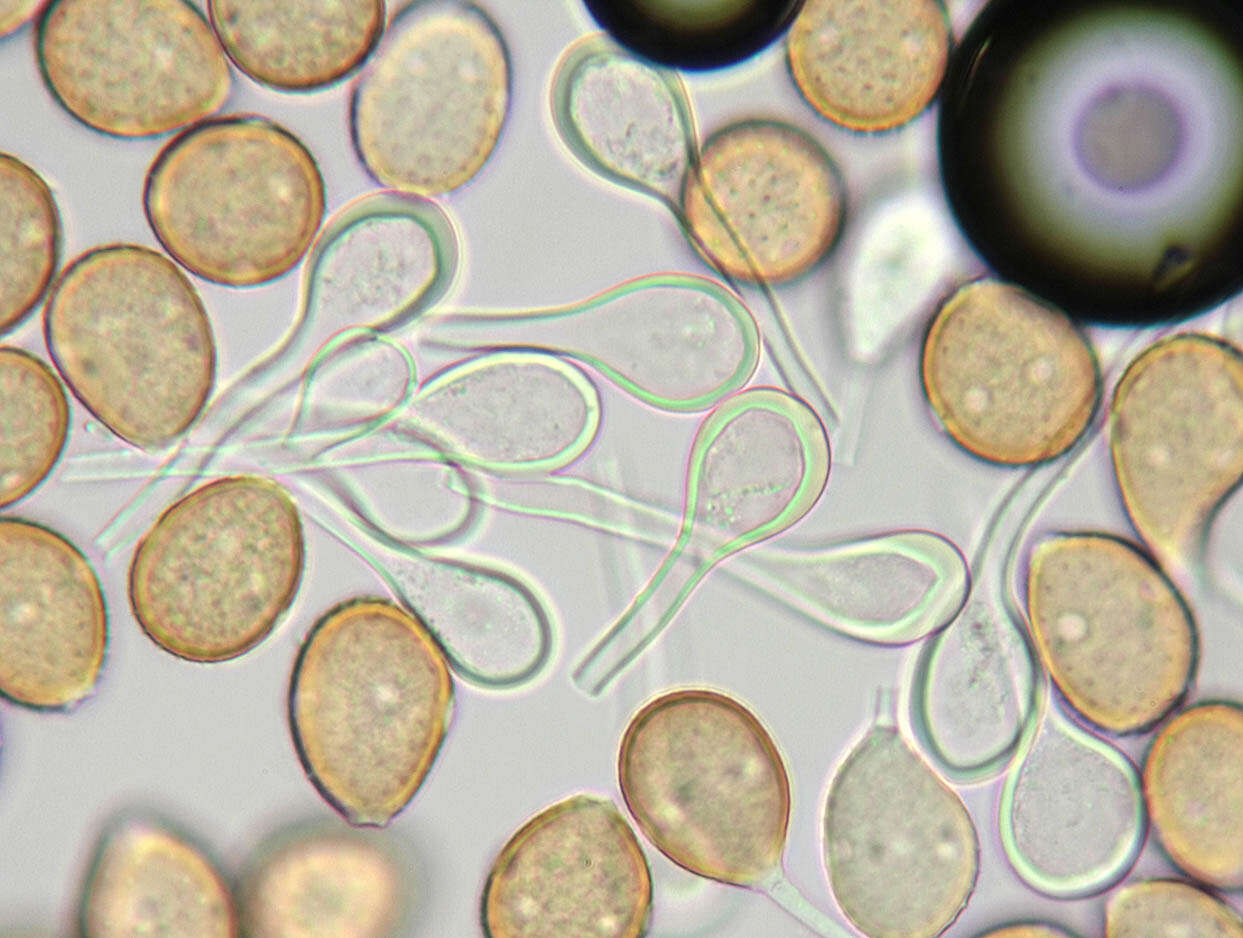 Imagem de Puccinia longicornis Pat. & Har. 1891