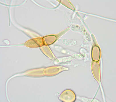 Imagem de Puccinia longicornis Pat. & Har. 1891